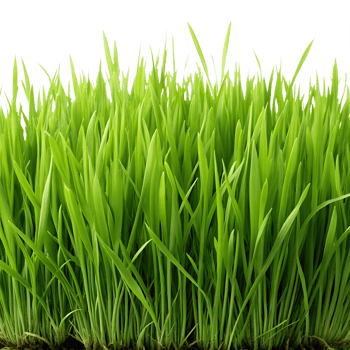fresh green grass png
