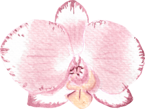 Pink orchid that is drawn and painted by hand in watercolor fine art style png