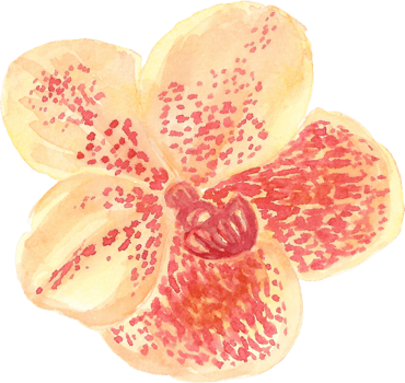 Orange orchid with red dots that is drawn and painted by hand in watercolor fine art style png