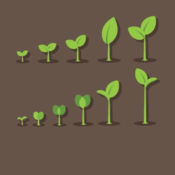 Seedlings growth stages illustration with green leaves on brown soil graphic vector