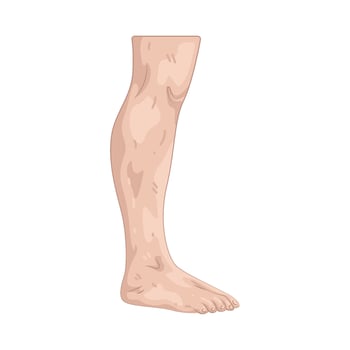 Illustration of Human Leg vector