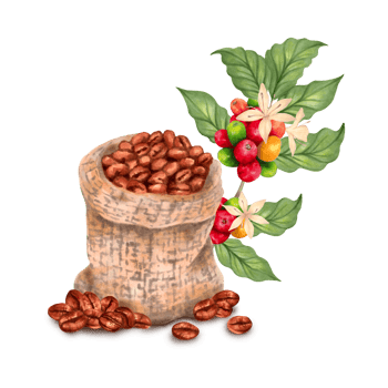 Branch of coffee tree with berries, flowers and beans in woven canvas bag. Watercolor, marker illustration. Coffee day. Isolated hand drawn art. Production of beverages of Robusta and Arabica aroma png