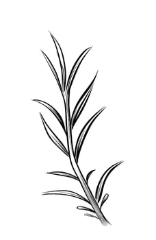 Single rosemary herb sprig vector