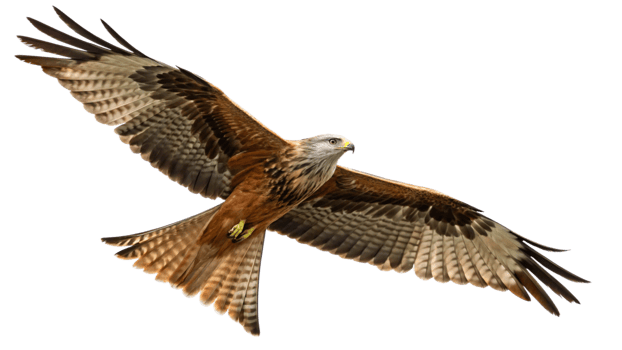 Red kite flying in the air png