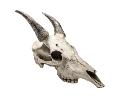 Realistic animal skull with prominent horns for artistic display png