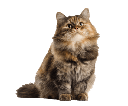 Cute fluffy cat looking up with curious expression in indoor setting png