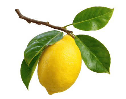 Fresh lemon hanging on a branch with green leaves in natural setting png