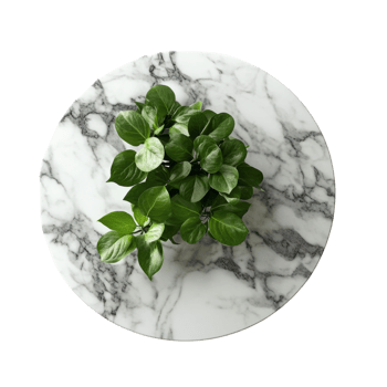 Elevated botanical composition featuring verdant foliage on a textured stone surface, isolated presentation png