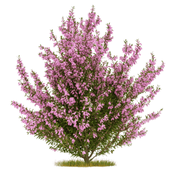 Isolated flowering heather shrub, a botanical beauty with light pink blossoms png
