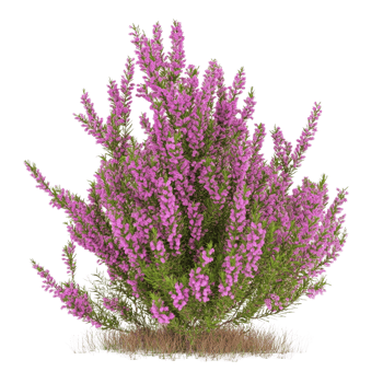 Captivating heather plant with dainty blossoms blooming against transparent setting for artistic effect png