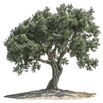 Solitary tree with lush foliage standing tall against transparent presentation, symbol of nature's endurance and resilience, its branching complexity png