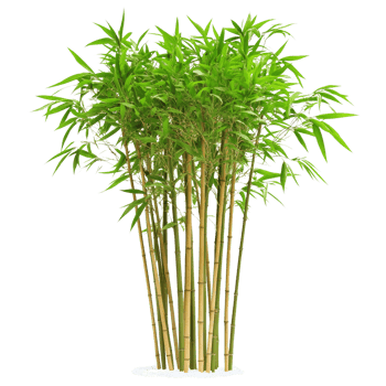 Vibrant bamboo cluster showcasing lush green foliage against a transparent setting png