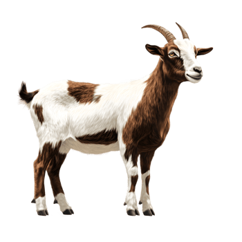 Brown and White Goat Side View on Transparent Background png