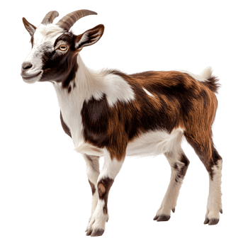 Realistic Farm Goat Standing Still on Transparent Background png