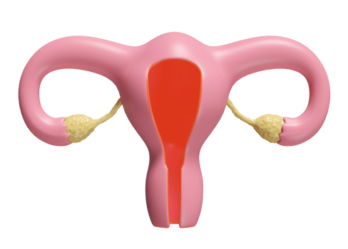 3d uterus model isolated. 3d illustration render png