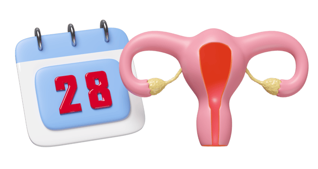 3d uterus model with calendar isolated. menstrual cycle concept, 3d illustration render png