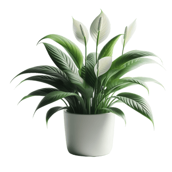Peace lily plant in white pot png
