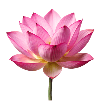 pink and yellow lotus flower png