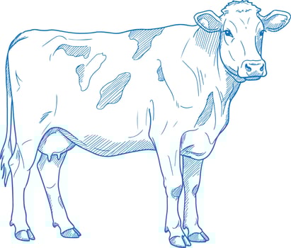 Highly Detailed Hand Drawn Cow Illustration in Vintage Rustic Farmhouse Style Elegant Black and White Livestock Artwork Retro Farm Animal Sketch vector