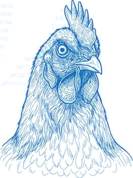 Elegant hand drawn chicken artwork featuring detailed feathers and rustic charm ideal for farmhouse prints country decor organic farm projects and rural branding illustrations vector