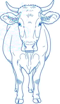 Vintage Rustic Hand Drawn Cow Illustration Featuring Detailed Farm Animal Art Black and White Cattle Drawing vector