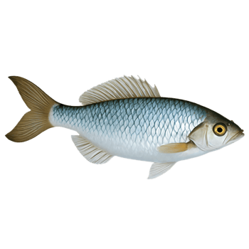 A fish with a white body and blue fins png