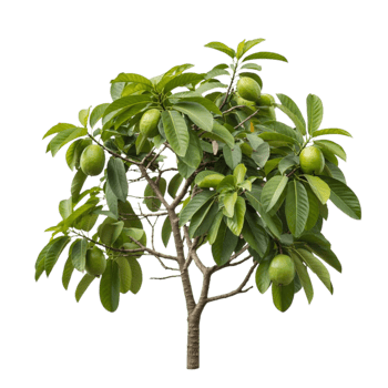 Sleek Guava Tree for Modern Graphic Applications png