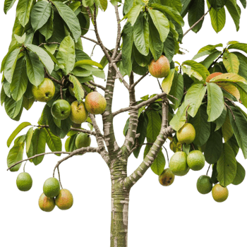 Minimalist Guava Tree Art Perfect for Design Projects png