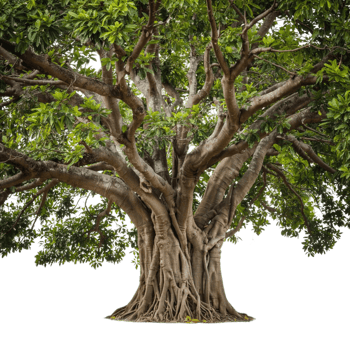 Roots of Wisdom, A Banyan Tree in Simple Elegance png