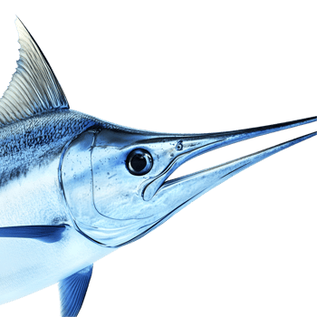 Marlin Fish Illustration On Transparent Background png