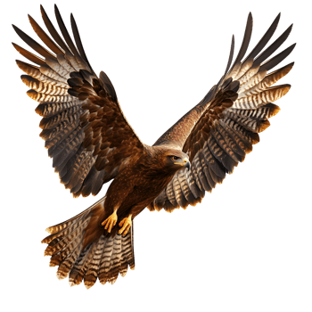 Bold Eagle With Wings Spread Transparent Background png