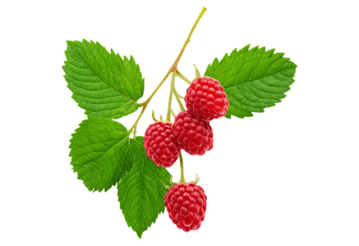 Raspberries on a branch with leaves png