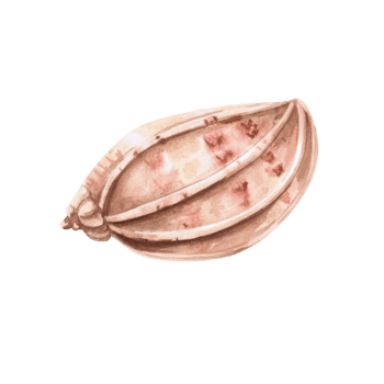 Seashell with color splashes, side view. Isolated watercolor illustration of a shell for decorating seafood restaurants, theme parties, printing on posters, fabrics and clothes png