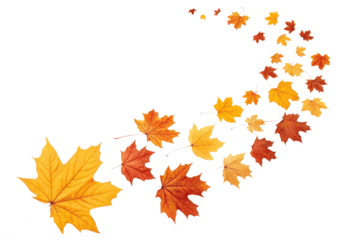 Swirling pattern of colorful maple leaves in shades of orange and yellow creates beautiful autumn leaf design full of natural charm and warmth png