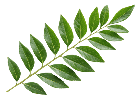 Curry leaf branch with fresh green leaves arranged in natural pattern perfect for cooking and adding flavor to dishes png