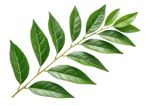 Fresh green curry leaf branch with vibrant leaves perfect for cooking and adding flavor to dishes in natural healthy cuisine png