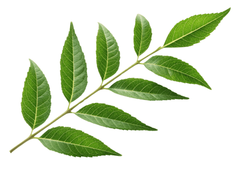 Curry leaf branch with fresh green leaves showing detailed veins and natural texture perfect for culinary and herbal use in cooking dishes png