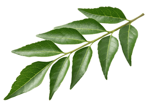 Curry leaf branch with fresh green leaves showing natural texture and veins perfect for culinary and herbal uses in cooking and medicine png
