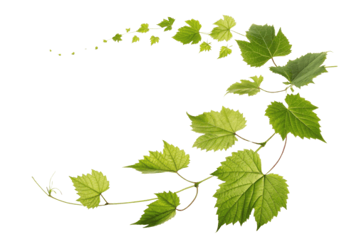 Green grape leaf vine with fresh natural leaves arranged in curved pattern showing vibrant growth and organic beauty in nature png