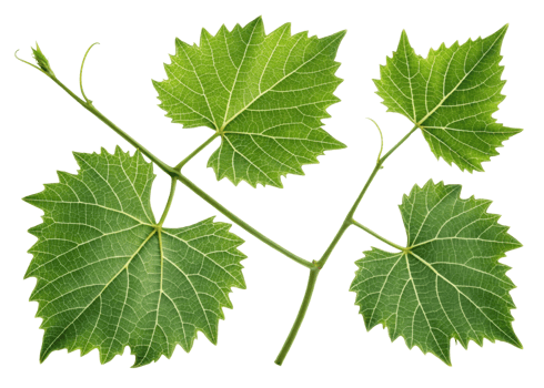 Grape leaf with detailed veins and fresh green color showing natural texture and beauty in close up isolated on transparency background png