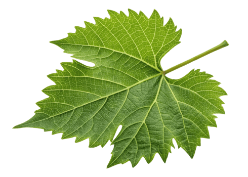 Green grape leaf with detailed veins and serrated edges isolated on transparency background showing natural texture and fresh color png