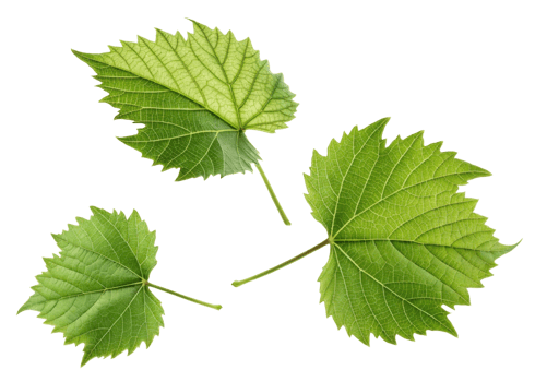 Green grape leaf with detailed veins and texture isolated on transparency background showing natural beauty and freshness of leaf and grape plant png