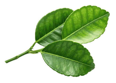 Kaffir lime leaf with fresh green texture and natural veins on isolated background for cooking and decoration png