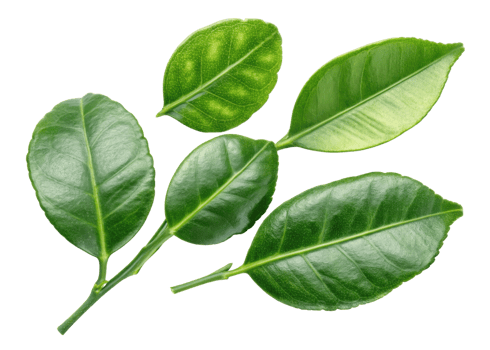 Fresh kaffir lime leaf collection with vibrant green color and glossy texture perfect for cooking and aromatic use in various dishes png