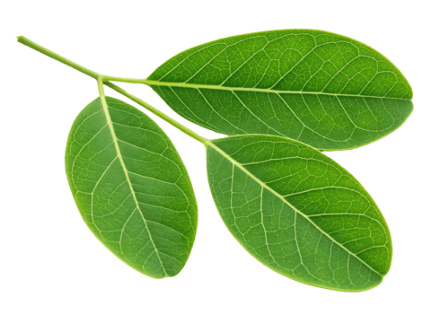 Fresh moringa leaf with vibrant green color and detailed veins isolated on transparency background showing natural texture and healthy plant life png