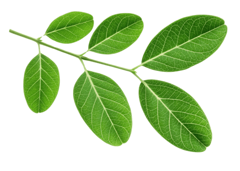 Moringa leaf branch with fresh green leaves showing detailed veins and natural texture isolated transparency background for healthy plant concept png
