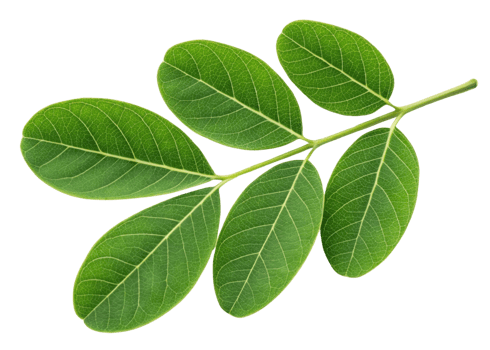 Fresh moringa leaf branch with vibrant green leaves showing detailed veins and natural texture isolated transparency background for healthy plant png