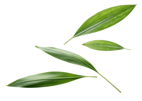 Fresh pandan leaf with vibrant green color and natural texture isolated on transparency background showing beauty of pandan leaf nature png
