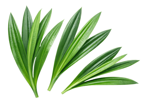 Fresh pandan leaf with vibrant green color and smooth texture perfect for cooking and decoration with natural beauty png