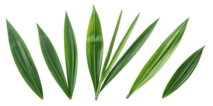 Green pandan leaf collection with fresh natural texture and vibrant color isolated on transparent background for design png